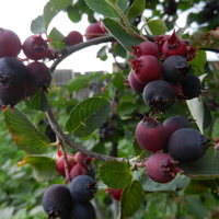 Ирга ольхолистная СМОУКИ ("Smoky", Канада) Ирга ольхолистная СМОУКИ ("Smoky", Канада)
